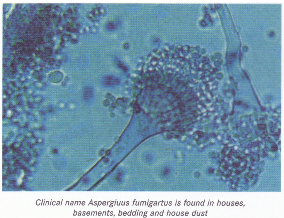 MOULD PICTURE