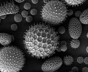 POLLEN2