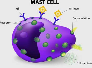 Mast Cell Degranulation